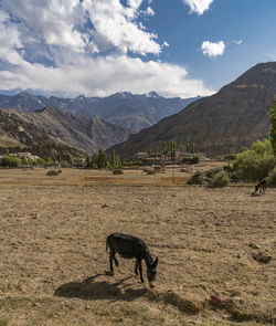 Horse on field by mountains against sky