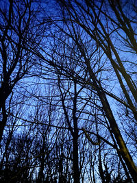 Low angle view of bare trees against sky