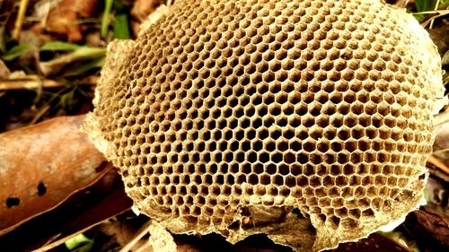 Close-up of bee on a leaf