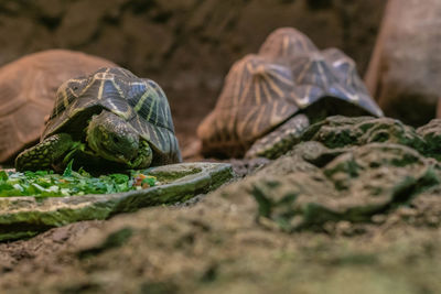 Close-up of a turtle on ground