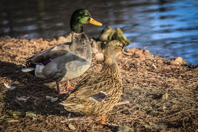 Close-up of birds in lake