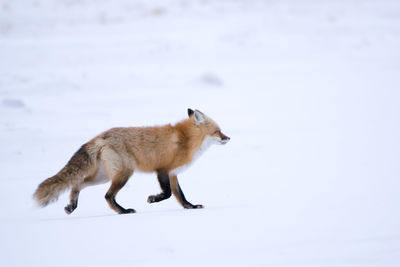 Side view of fox walking on snowy land during winter