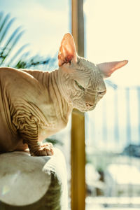 Close-up of a sphynx cat