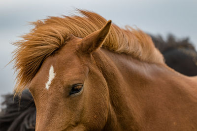 Flowing mane in the wind in the brief icelandic summer