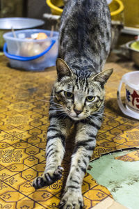 Portrait of cat sitting