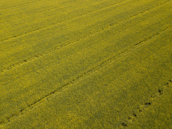 Full frame shot of agricultural field