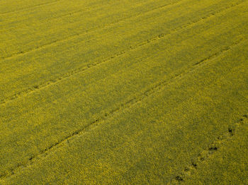 Full frame shot of agricultural field