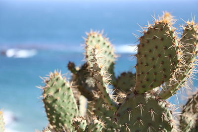 Close-up of prickly pear cactus