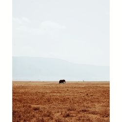 Image of a horse on field against sky