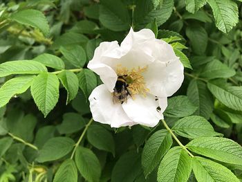 Close-up of bee pollinating on flower