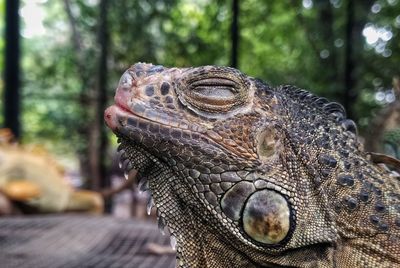 Close-up of a iguana