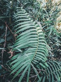 High angle view of fern in forest