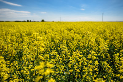 Scenic view of oilseed rape field against sky