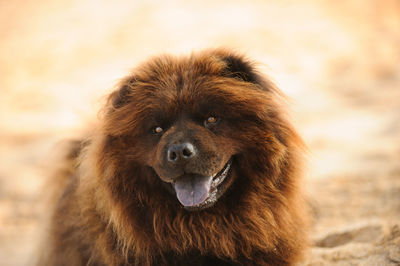 Close-up portrait of a dog