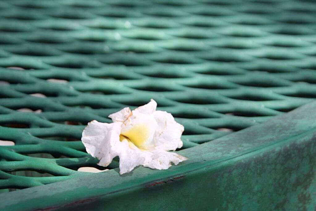 flower, petal, fragility, freshness, close-up, flower head, single flower, beauty in nature, nature, growth, focus on foreground, yellow, water, blooming, plant, white color, outdoors, no people, selective focus, day