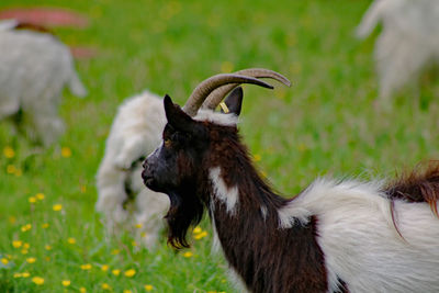 Goat in the sun