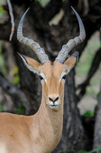 Close-up portrait of deer