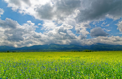 Scenic view of agricultural field against cloudy sky