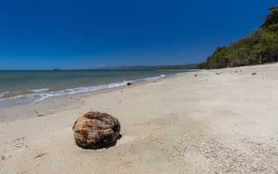 Surface level of shells on beach against sky