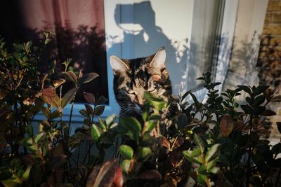 Portrait of cat by plants