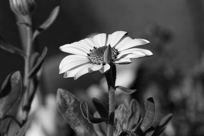 Close-up of flowers blooming outdoors