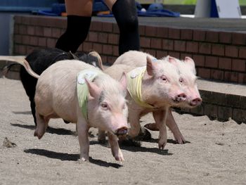 Close-up of pig