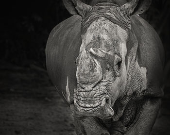 Close-up of rhinoceros