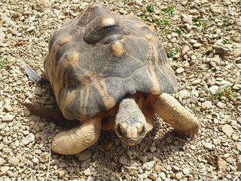 High angle view of a turtle on field