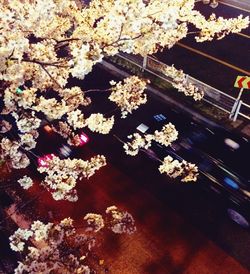 Flowers blooming on tree