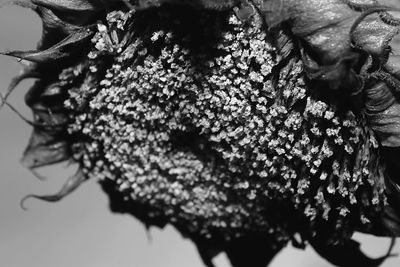 Close-up of flowers on plant