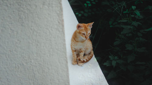 Cat resting on wall