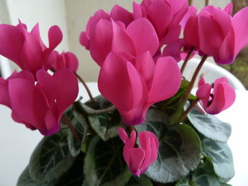 Close-up of pink flowers blooming outdoors