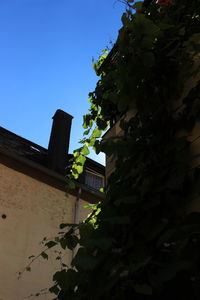 Low angle view of plants growing against blue sky