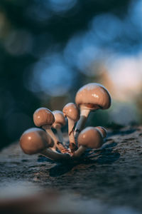 Close-up of mushrooms on table