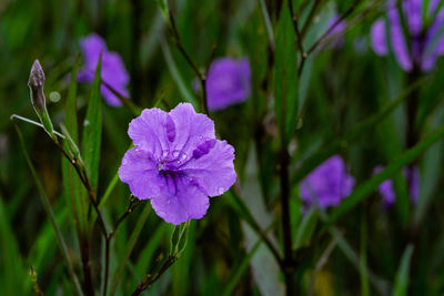 Close-up of purple flowering plant