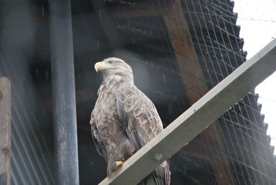 Low angle view of eagle perching on window