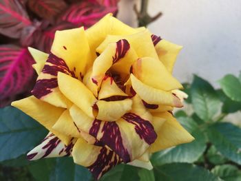 Close-up of yellow flowers