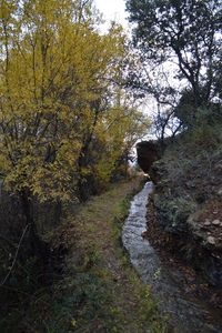 Scenic view of tree against sky