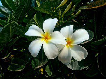 Close-up of white flowers