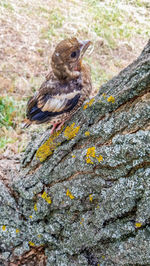 Close-up of a bird on a tree