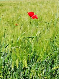 Close-up of red poppy flower on field