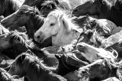 High angle view of horses