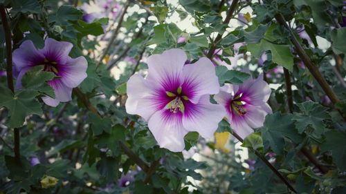 Close-up of pink flowering plant