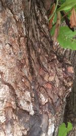 Close-up of tree trunk