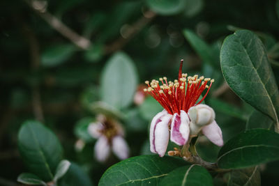 Close-up of red flowering plant