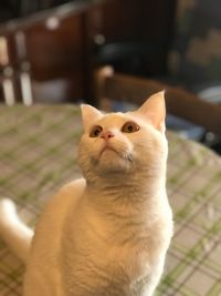 Close-up portrait of a cat
