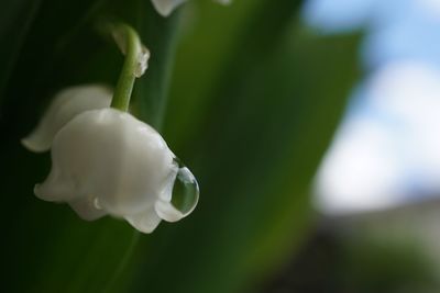 Close-up of water drops on flower