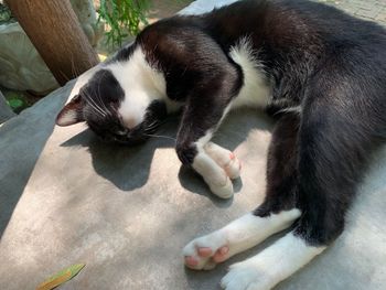 High angle view of cat lying on floor
