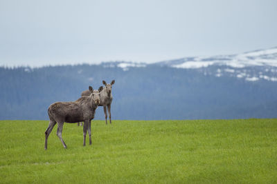 Horse grazing on field against sky