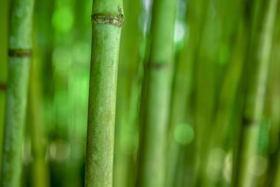 Close-up of bamboo plant